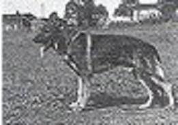 Artus von der Westendhöhe Artus von der Westendhöhe