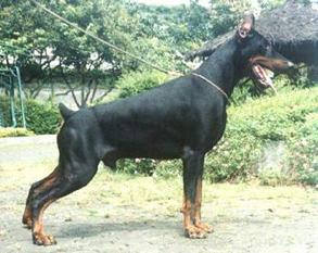 Excell von Hosana Excell von Hosana