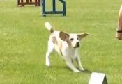 Idefix from the gentle macho Idefix from the gentle macho