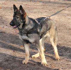 Luna von Haus Welbergen Luna von Haus Welbergen