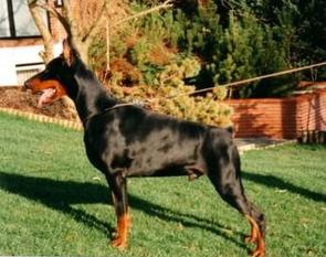 Hertog de Ferignis Hertog de Ferignis