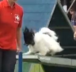 Flying Sunshine Quirlie Flying Sunshine Quirlie