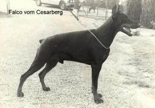Falco vom Cesarberg Falco vom Cesarberg