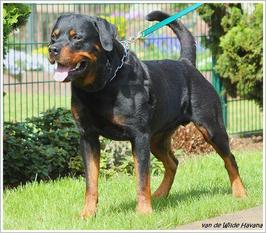 Dusty aus der Grafschaft Dusty aus der Grafschaft