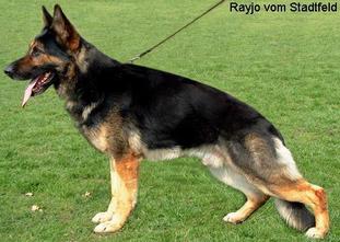 Rayjo vom Stadtfeld Rayjo vom Stadtfeld