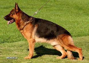 Yanox von Bad-Boll Yanox von Bad-Boll