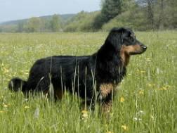 Baira vom Rupertigau Baira vom Rupertigau
