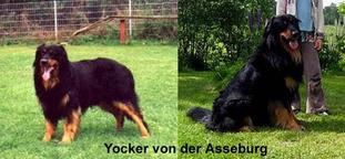 Yocker von der Asseburg Yocker von der Asseburg