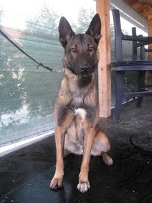 En NPA Detection Dog En NPA Detection Dog