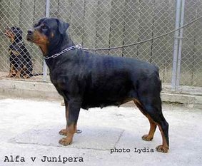 Alfa von Junipera Alfa von Junipera