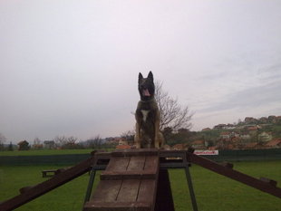 Panzer NPA Detection Dog Panzer NPA Detection Dog