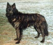 Pulicis' Axel Pulicis' Axel