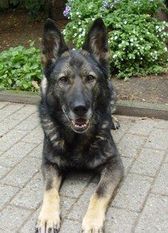 Afra vom Harhof Afra vom Harhof