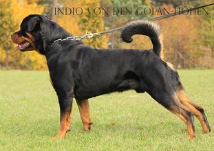 Indio von den Golan-Höhen Indio von den Golan-Höhen