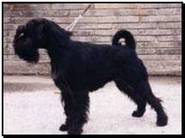 Lazaras Black Maria