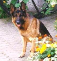 Dasti vom Farbenspiel Dasti vom Farbenspiel