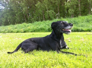 Lola (Fachinger) Lola (Fachinger)