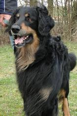 Ares vom Zehnergarten Ares vom Zehnergarten
