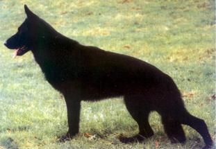 Blacky vom Neuen Lande Blacky vom Neuen Lande