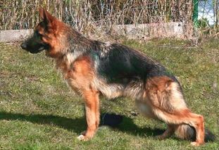 Ilka's Capper Ilka's Capper