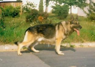Axel z Hury CS Axel z Hury CS