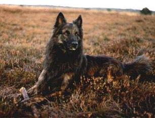 Wolf van Henghel Wolf van Henghel