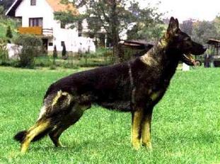 Blek Eqidius CS Blek Eqidius CS