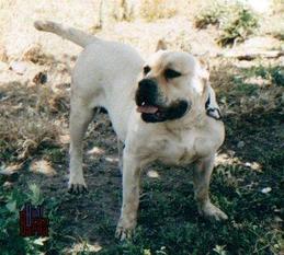 Zaya (RRC 0064601) Zaya (RRC 0064601)