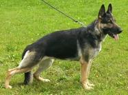 Waska von der Wolfsquelle