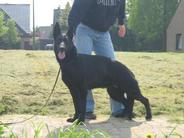 Chelsea von Black Grey