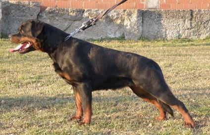 Odessa vom Steintor Rott Odessa vom Steintor Rott