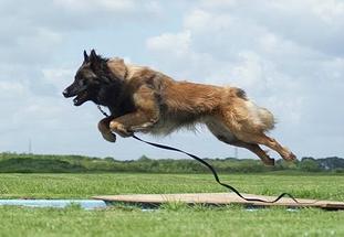 Diesel-Balou met Leeuwenmoed Diesel-Balou met Leeuwenmoed
