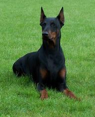 Ivy Cheyen van de Dobermann-Borgh Ivy Cheyen van de Dobermann-Borgh