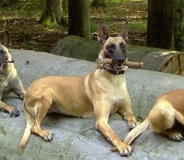 Cheyenne von Löwenfels Cheyenne von Löwenfels