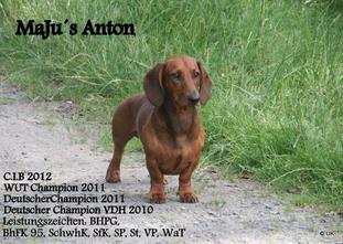 MaJu's Anton MaJu's Anton