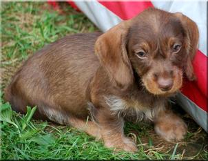Mocca von der Bismarck-Eiche Mocca von der Bismarck-Eiche