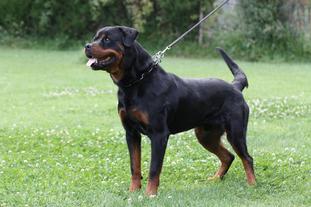 Zorro vom Kressbach Zorro vom Kressbach