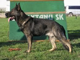 Ascia Garius Ascia Garius