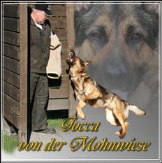 Jocca von der Mohnwiese Jocca von der Mohnwiese