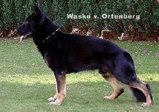 Wasko vom Ortenberg Wasko vom Ortenberg