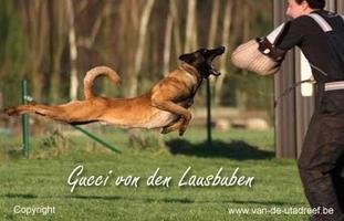 Gucci von den Lausbuben Gucci von den Lausbuben