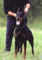 Dexter Dream del Fiorsilva Dexter Dream del Fiorsilva