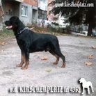 dog image background