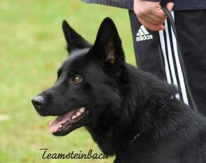 Daika vom Wolfsfriede Daika vom Wolfsfriede