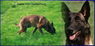 Saillie vom Siefelerberg Saillie vom Siefelerberg