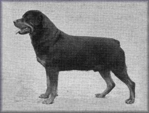 Axel von der Kappenbergerheide Axel von der Kappenbergerheide