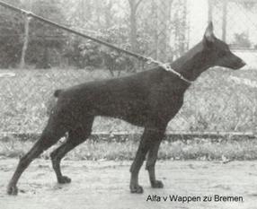 Alfa vom Wappen zu Bremen Alfa vom Wappen zu Bremen