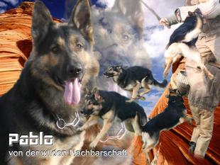 Pablo von der wilden Nachbarschaft Pablo von der wilden Nachbarschaft