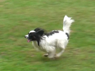 Flying Sunshine Napoleon Flying Sunshine Napoleon