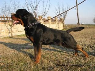 Ricco II Earl Antonius Ricco II Earl Antonius